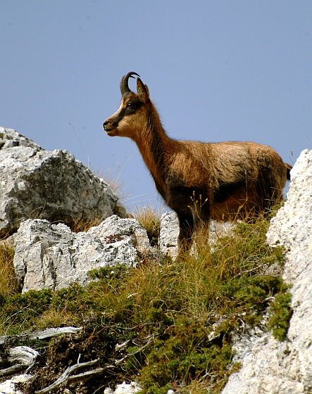 Camoscio d''Abruzzo Rupicapra pyrenaica ornata